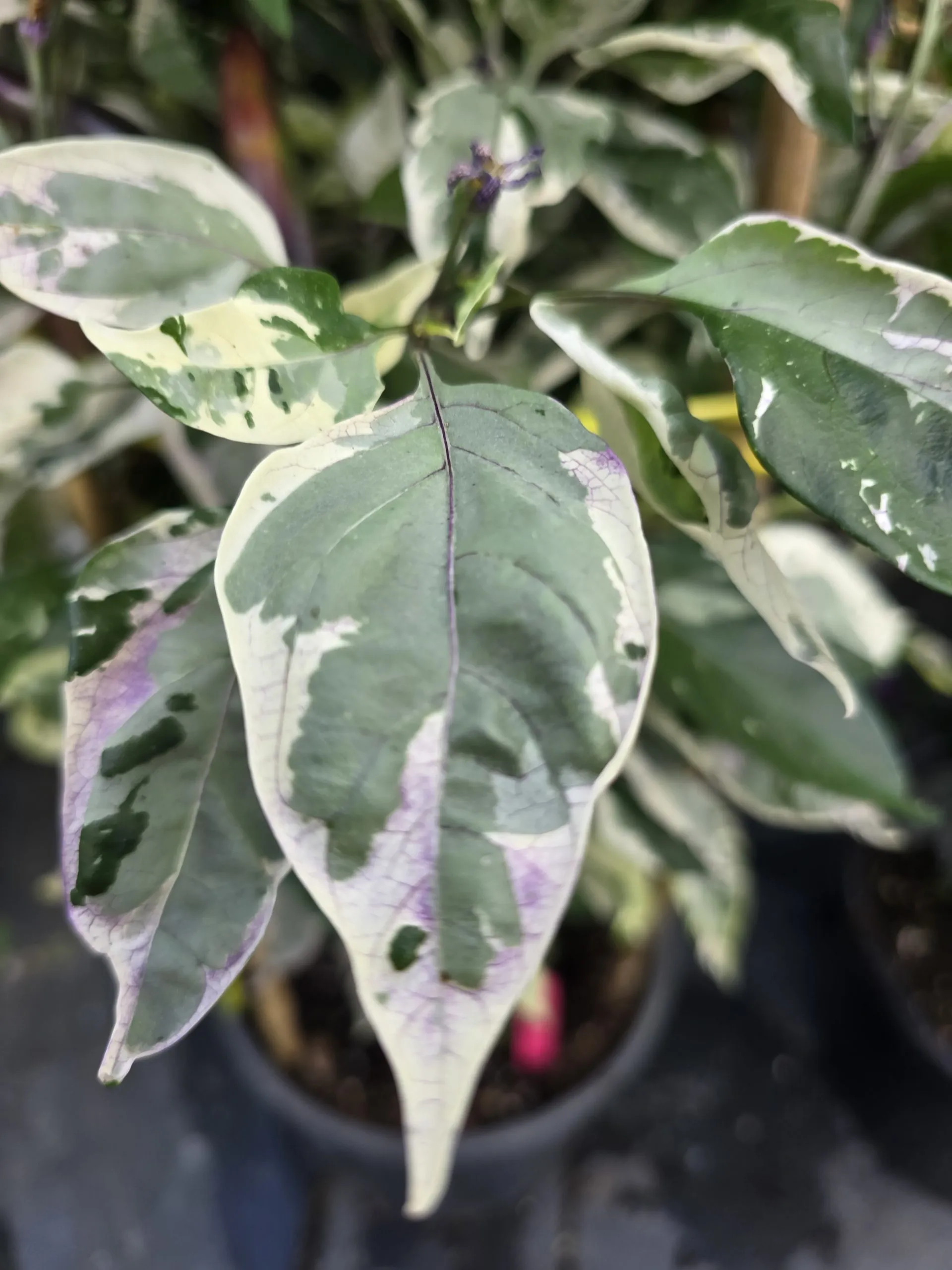 Biker Billy Knight Chilli Seeds - Image 3