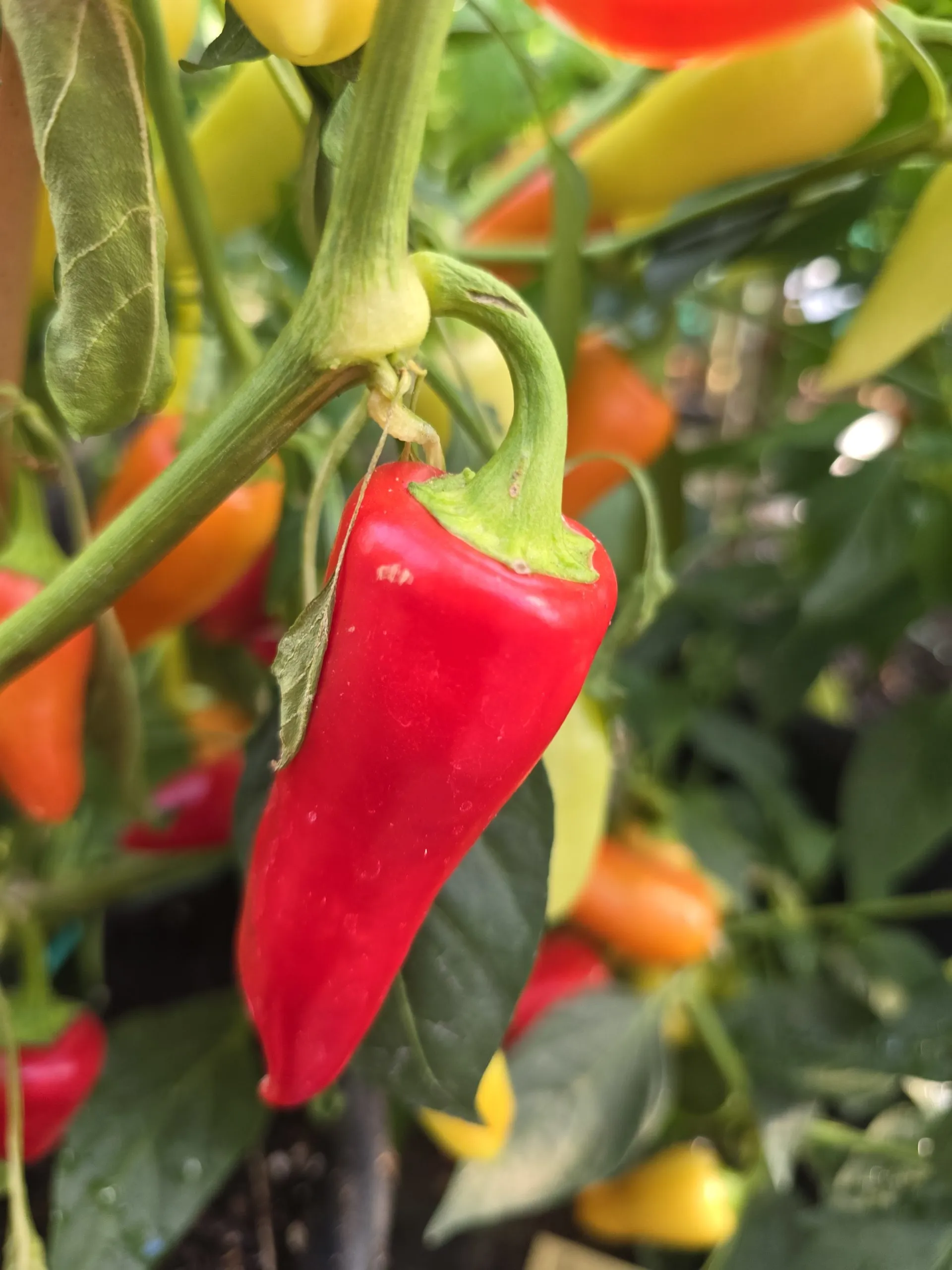 Santa Fe Grande Chilli Seeds - Image 6