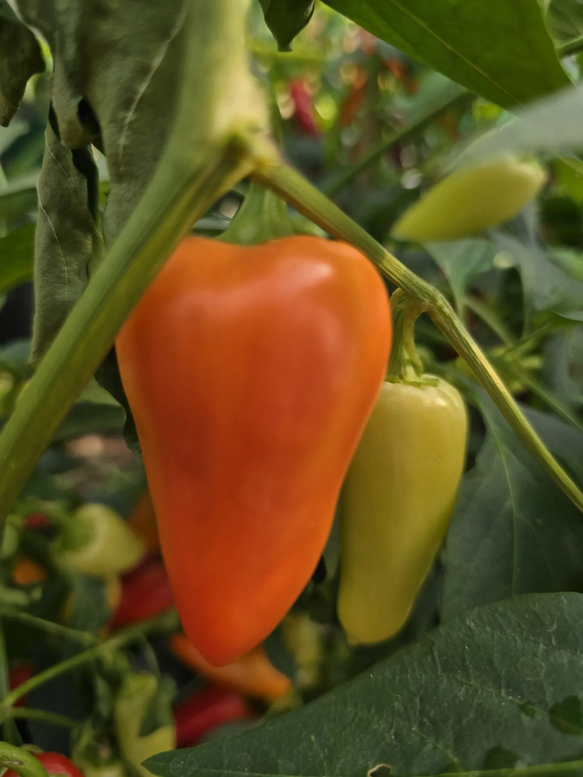 Santa Fe Grande Chilli Seeds - Image 5