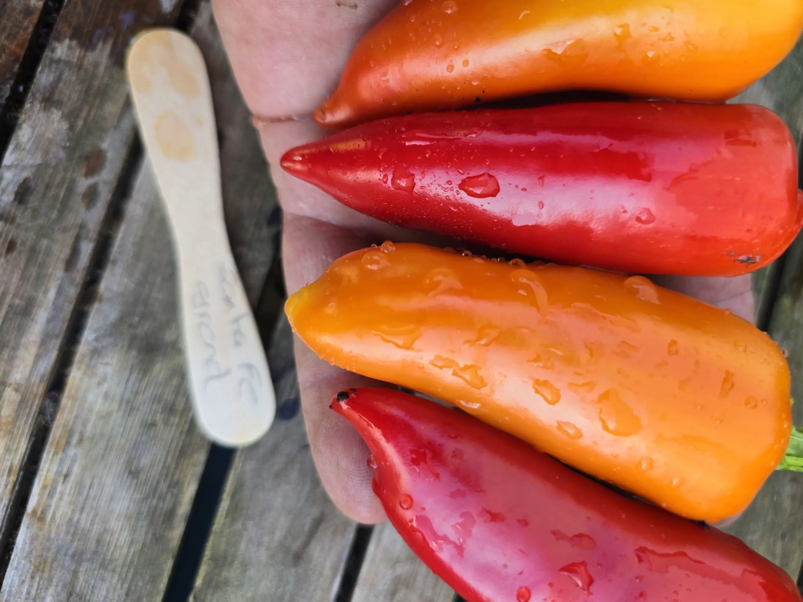 Santa Fe Grande Chilli Seeds - Image 4