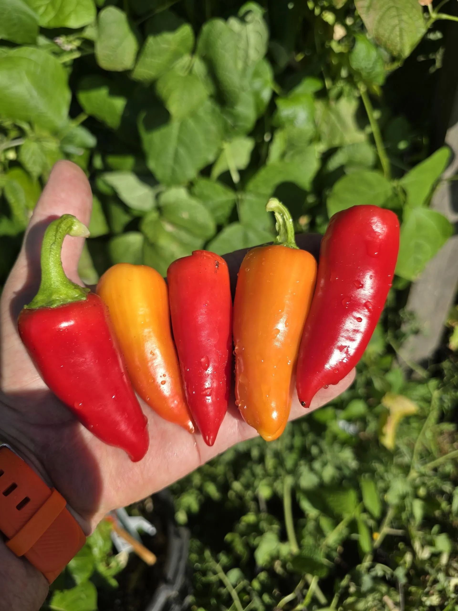 Santa Fe Grande Chilli Seeds - Image 3