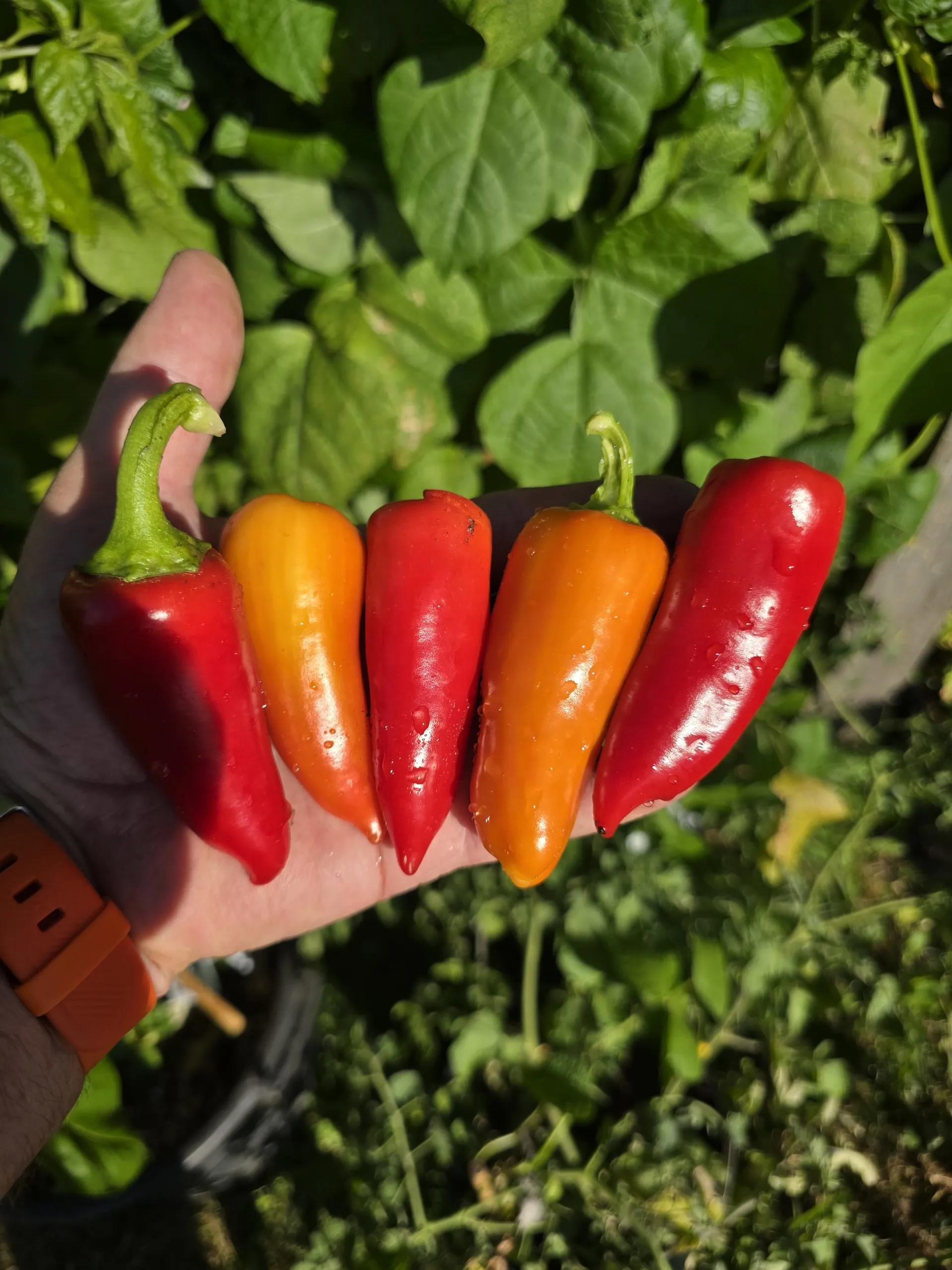 Santa Fe Grande Chilli Seeds - Image 2