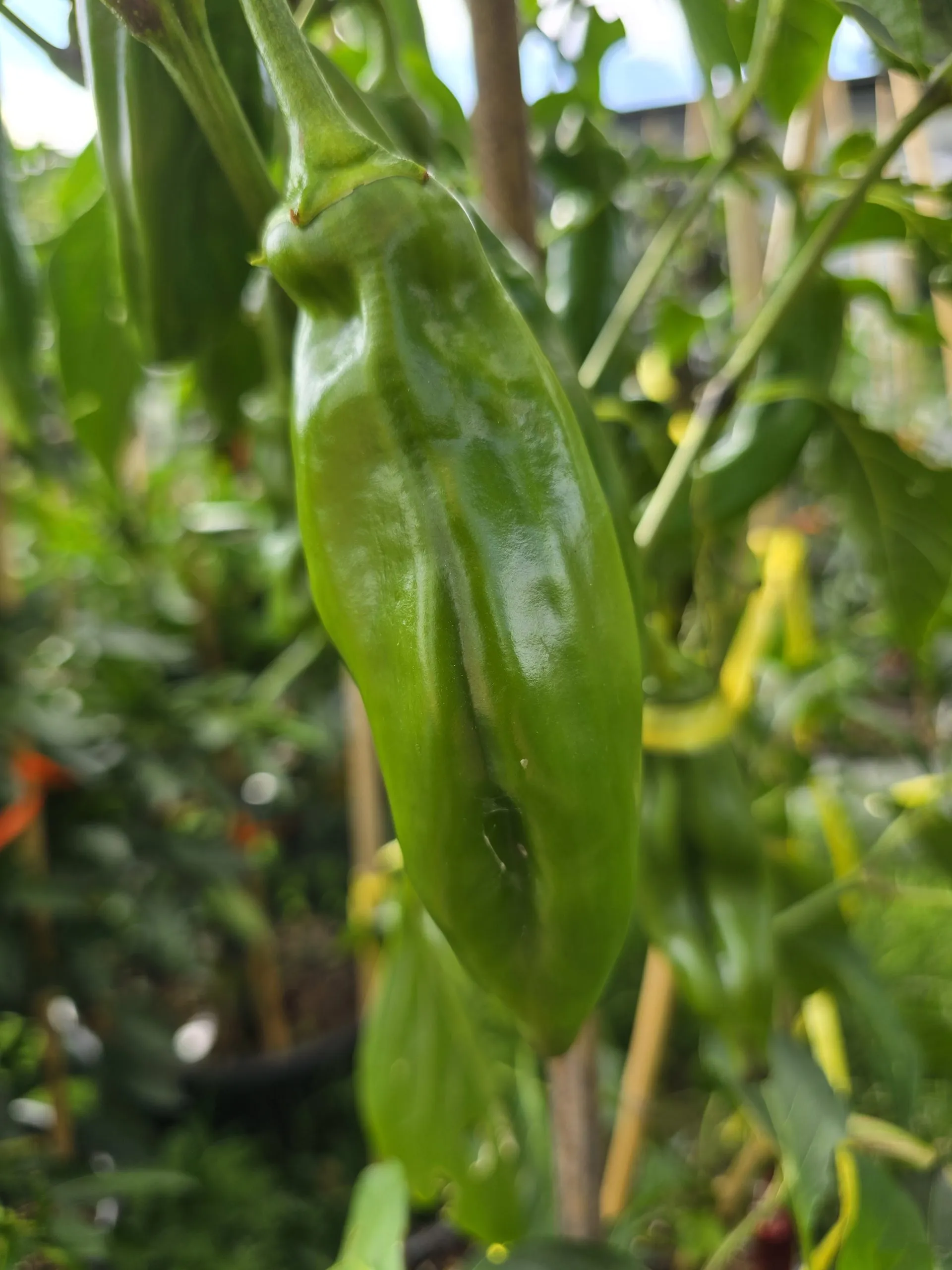 Chile De Agua Chilli Seeds - Image 2