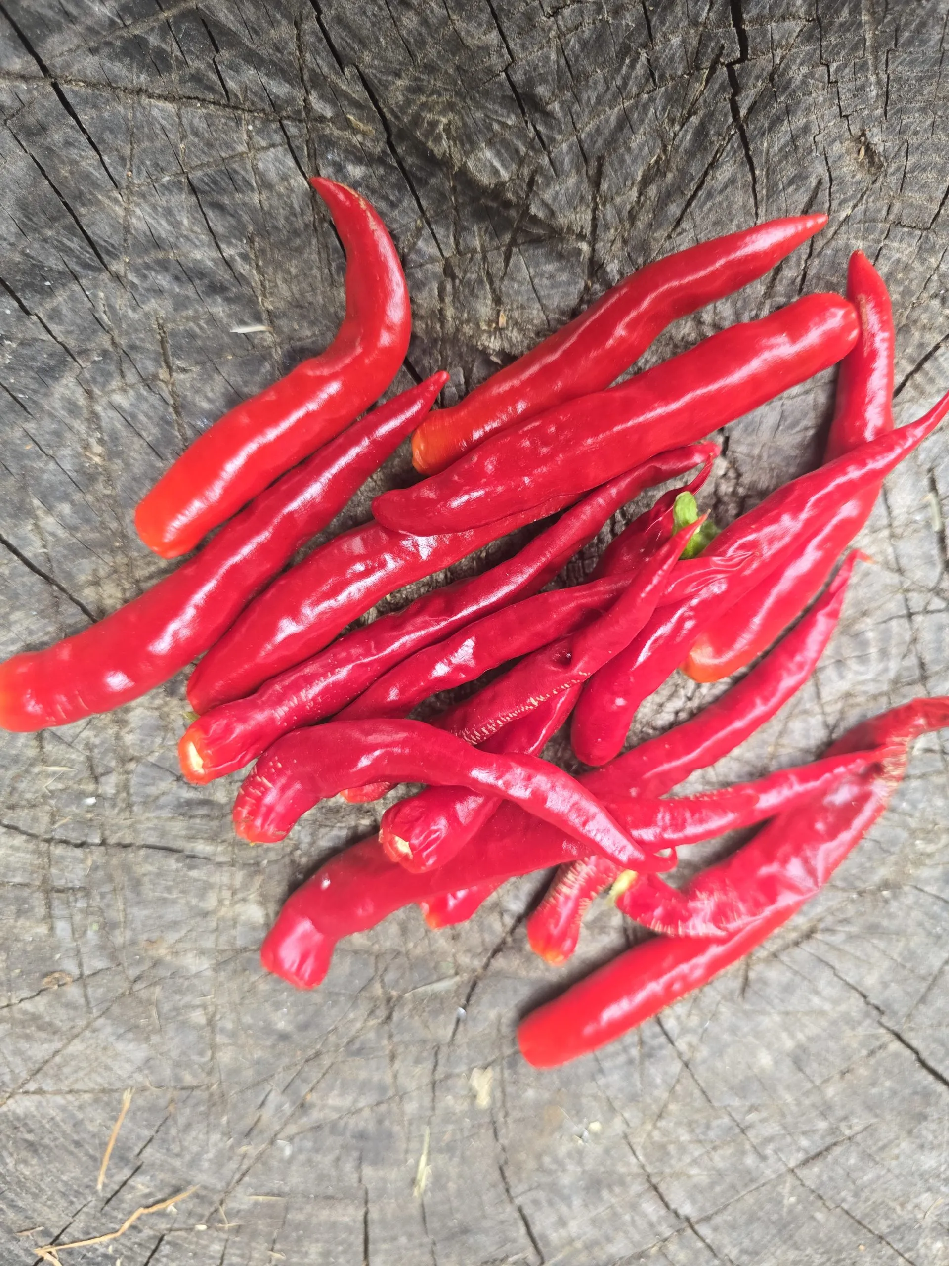 Diavolicchio Di Diamante Chilli Seeds - Image 7