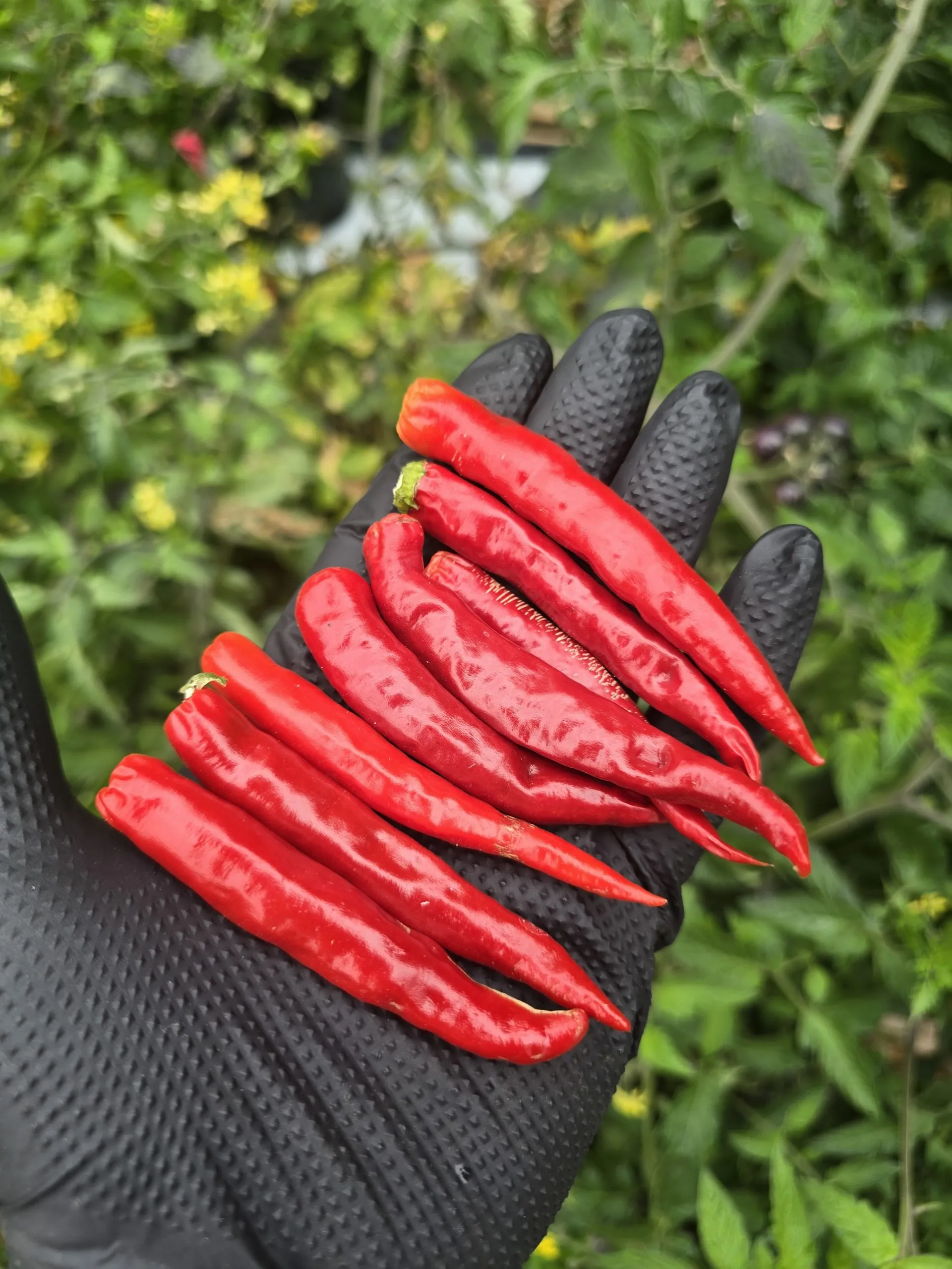 Diavolicchio Di Diamante Chilli Seeds - Image 5