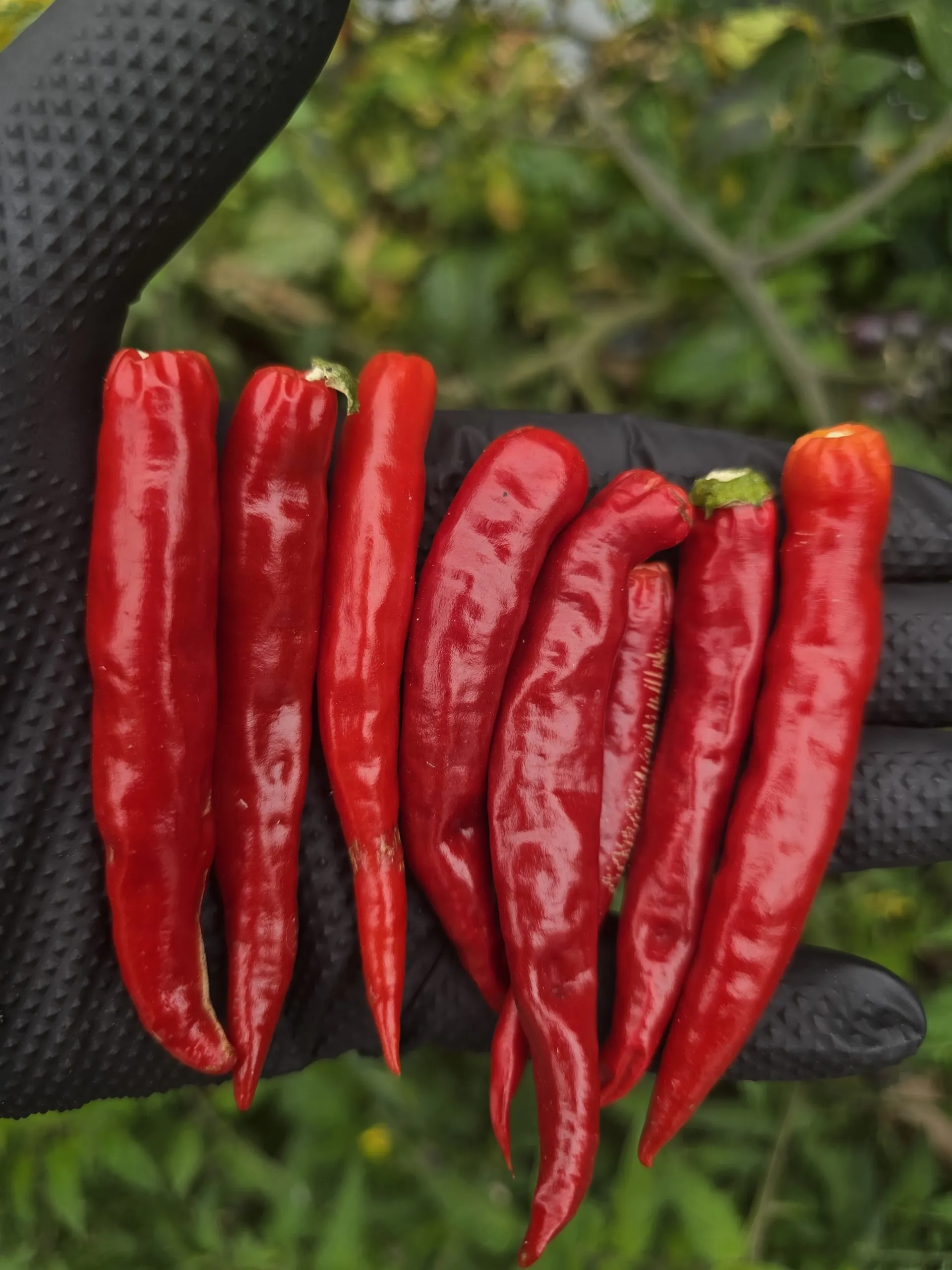 Diavolicchio Di Diamante Chilli Seeds - Image 4