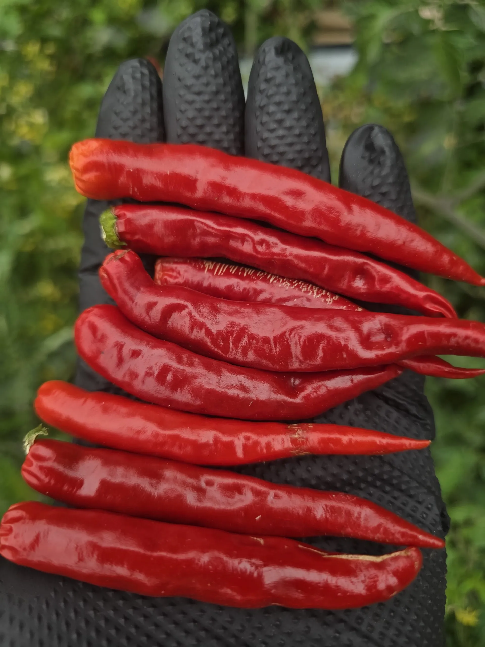 Diavolicchio Di Diamante Chilli Seeds - Image 3