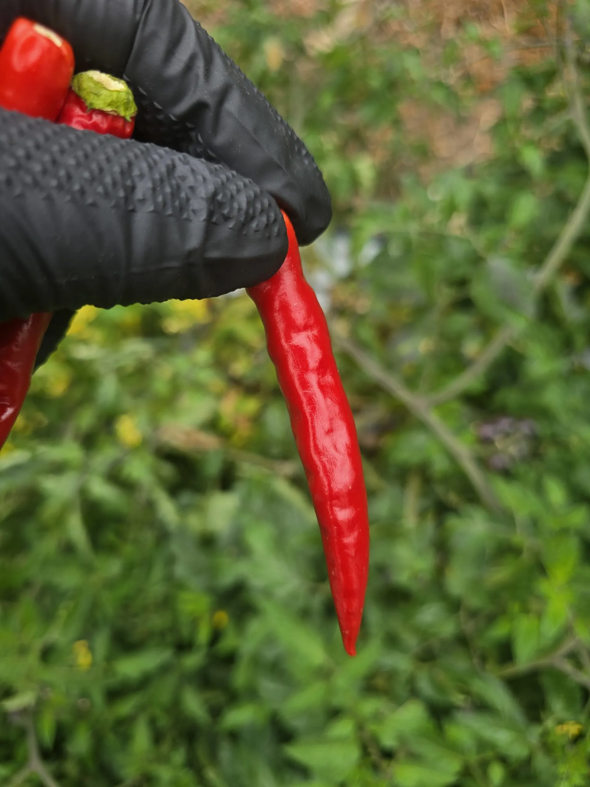 Diavolicchio Di Diamante Chilli Seeds - Image 2