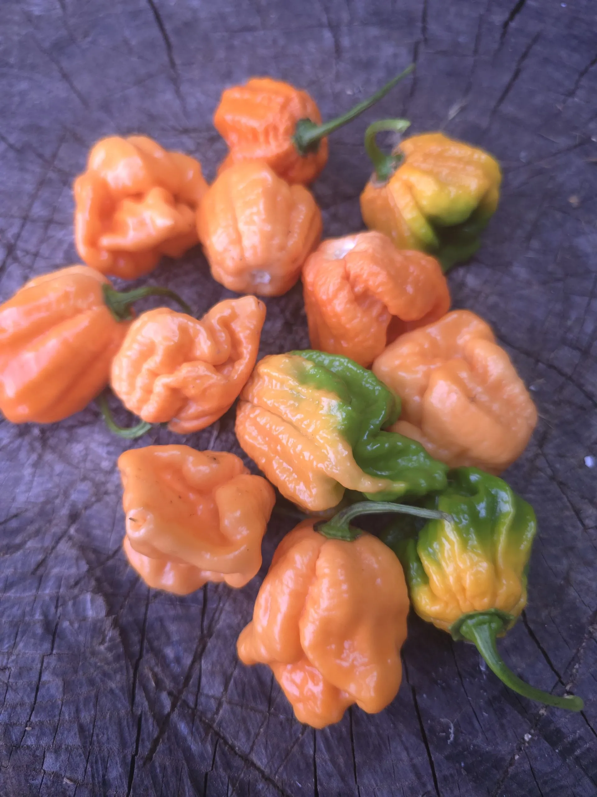 Fujiwhara Chilli Seeds - Image 8