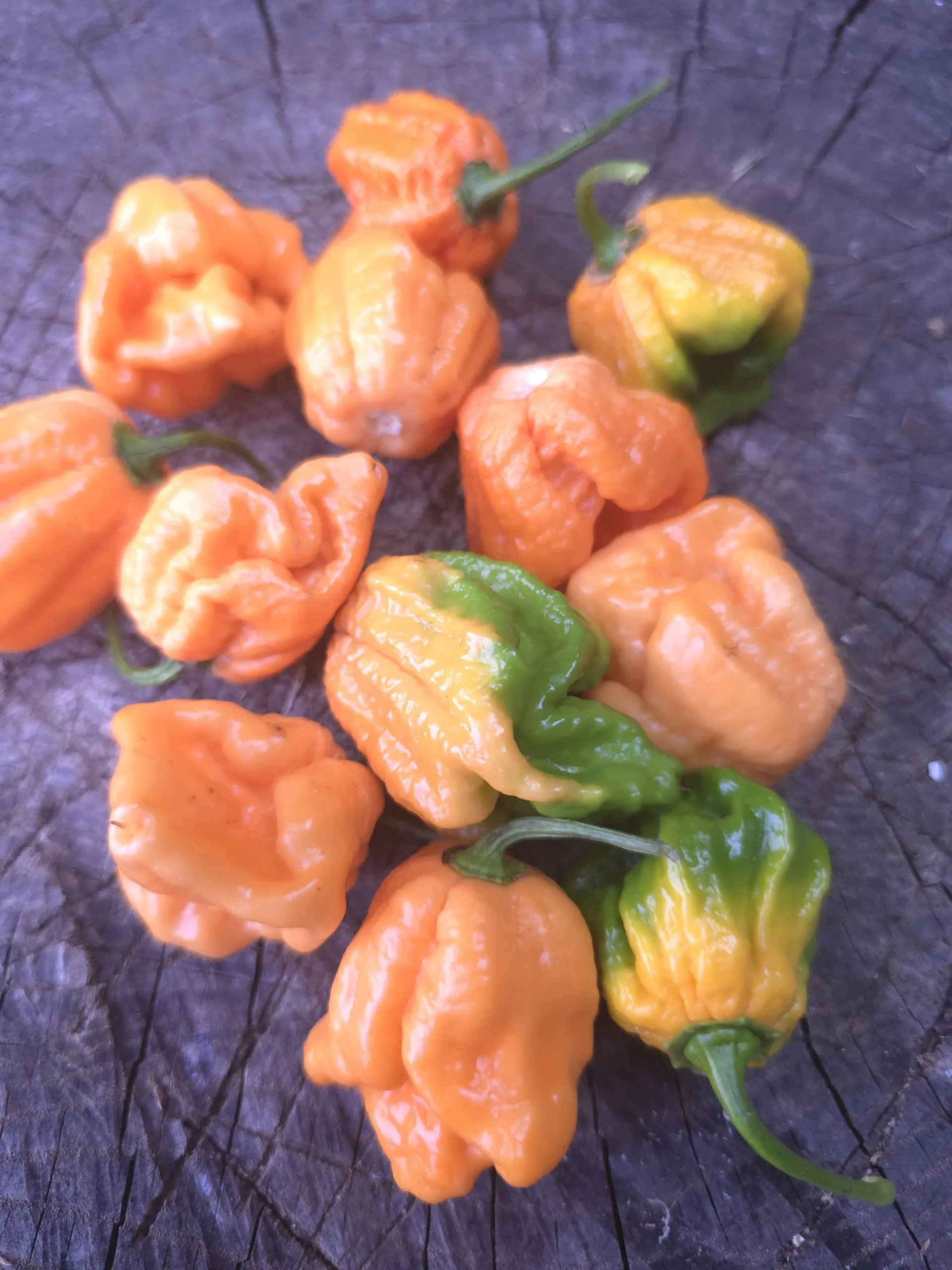 Fujiwhara Chilli Seeds - Image 6