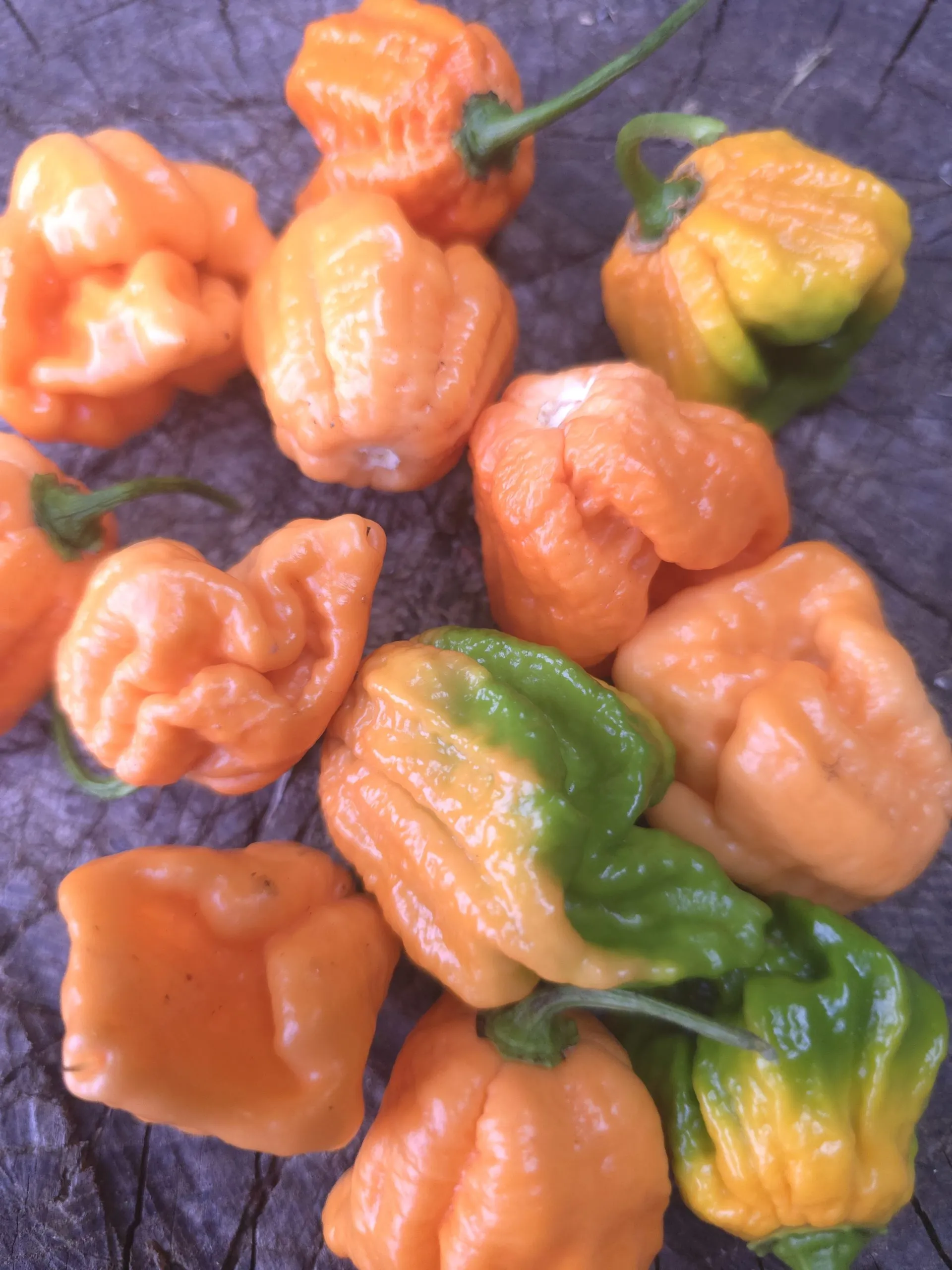 Fujiwhara Chilli Seeds - Image 7