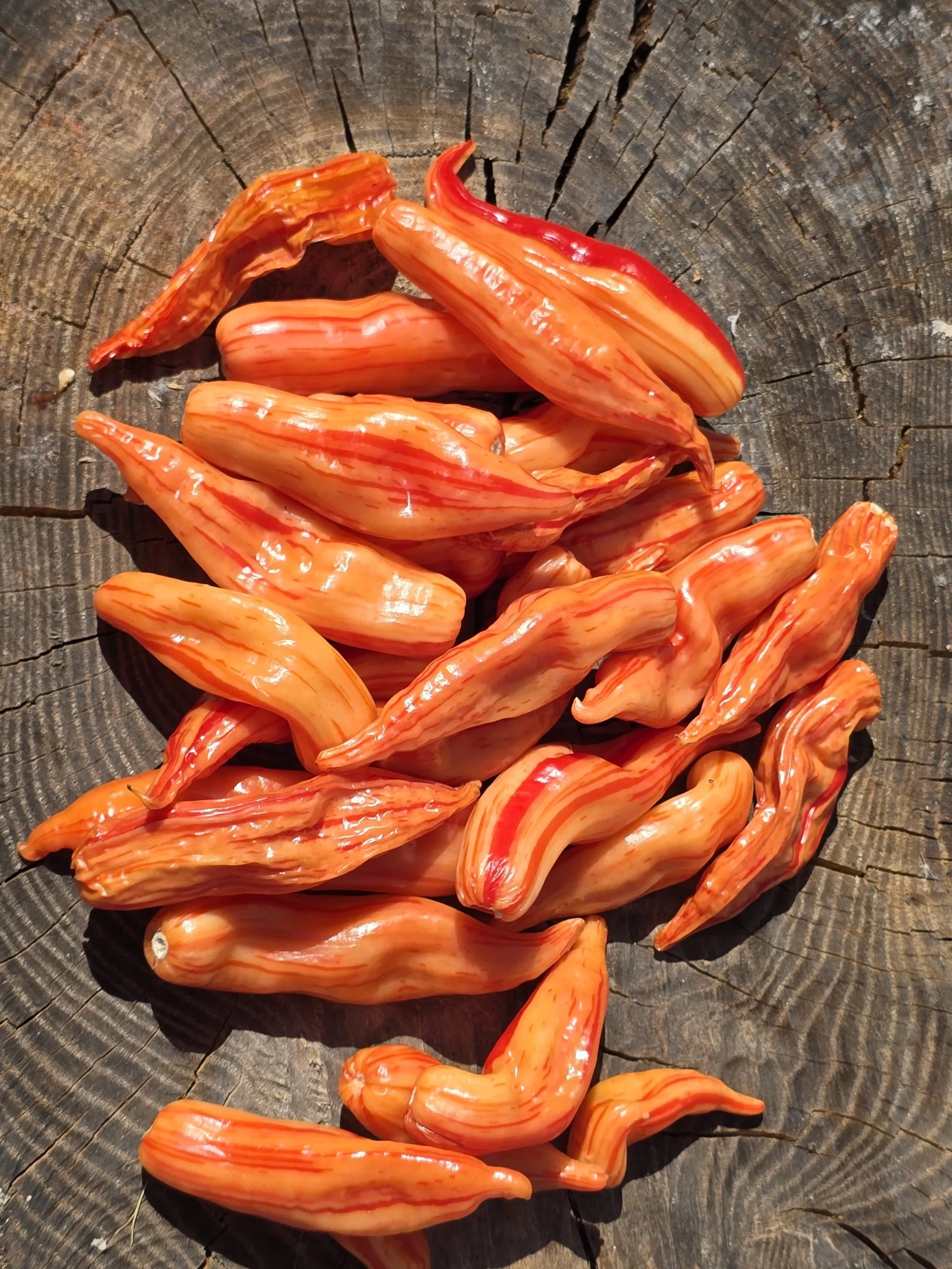 Aji Lily Teolinda Chilli Seeds - Image 7