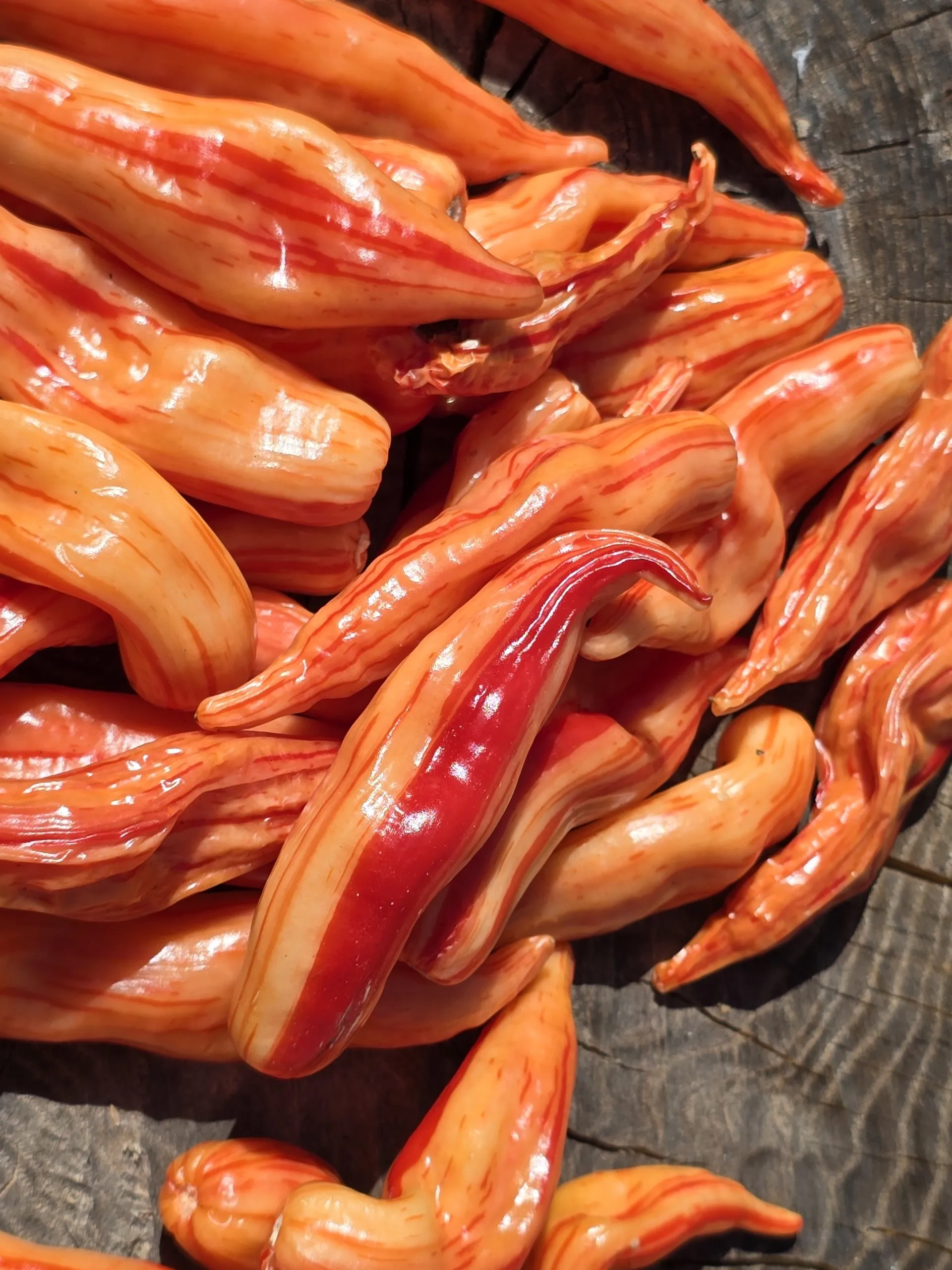Aji Lily Teolinda Chilli Seeds - Image 6