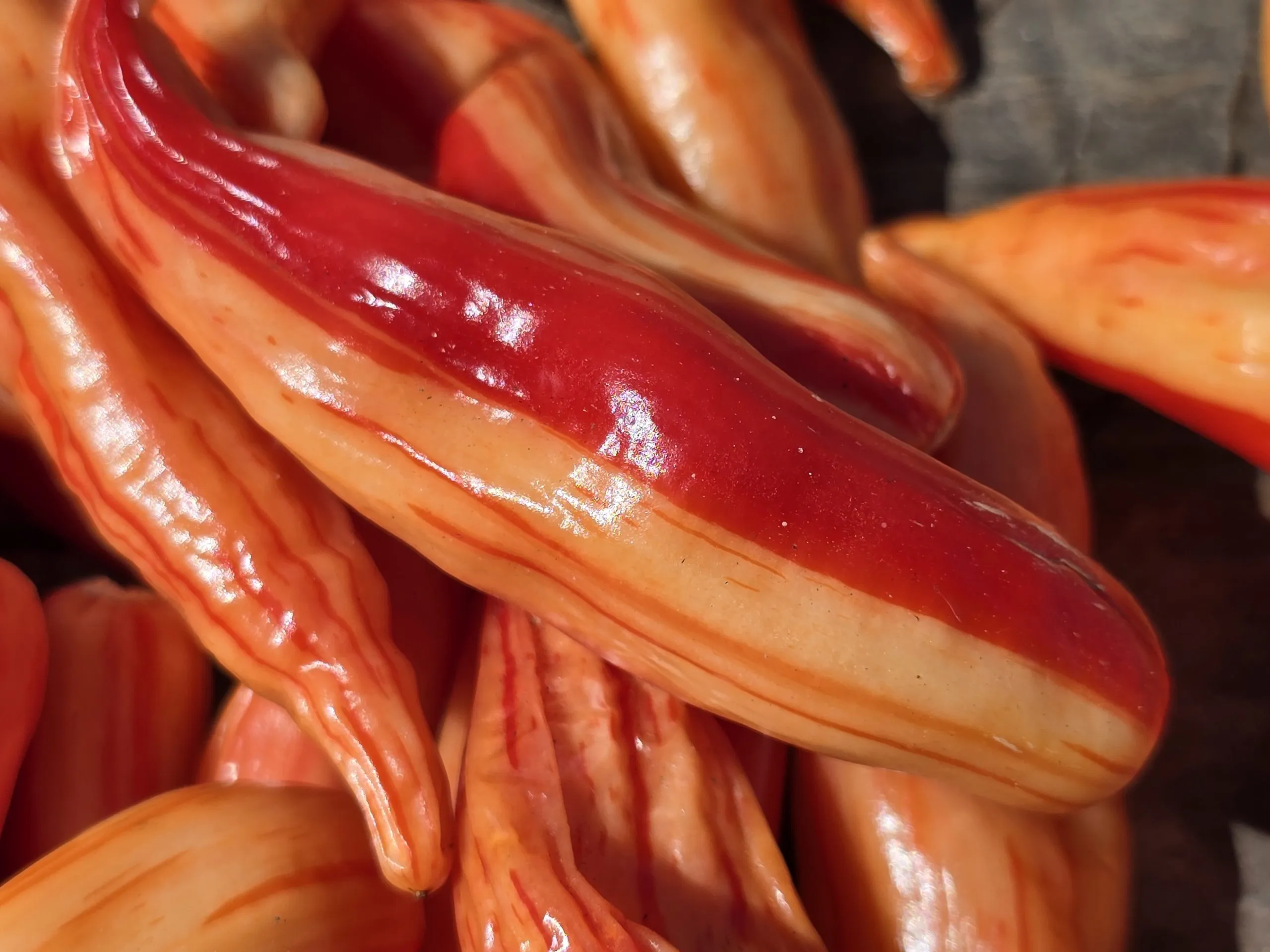 Aji Lily Teolinda Chilli Seeds - Image 5