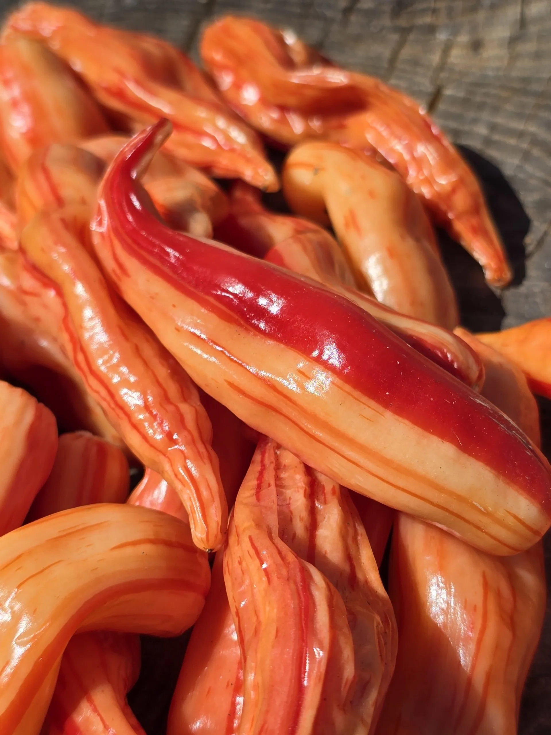 Aji Lily Teolinda Chilli Seeds - Image 4