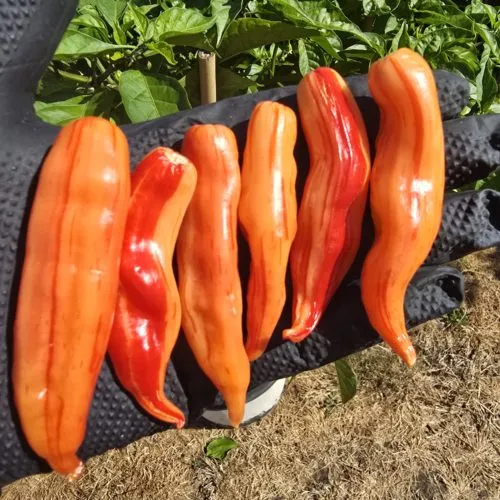 Aji Lily Teolinda Seeds