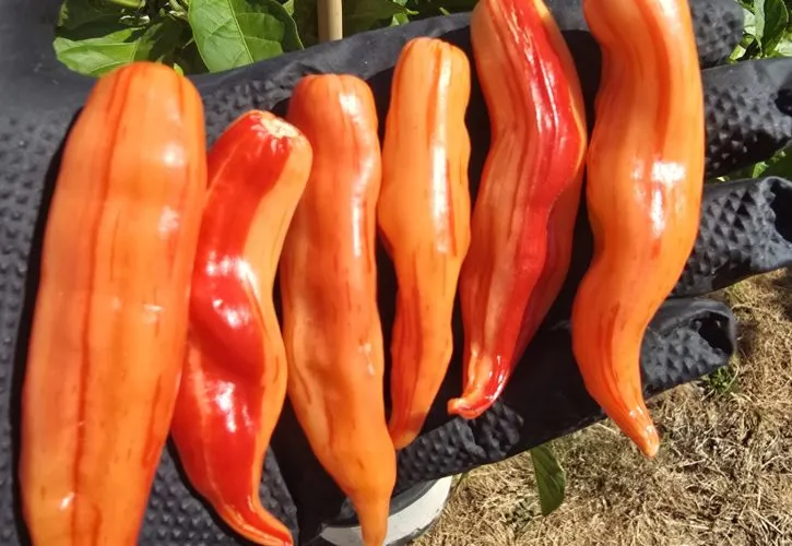 Aji Lily Teolinda Seeds