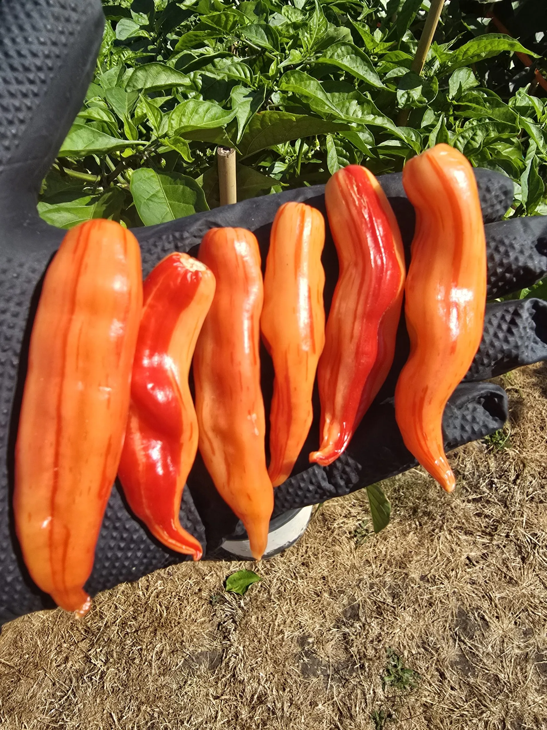 Aji Lily Teolinda Seeds