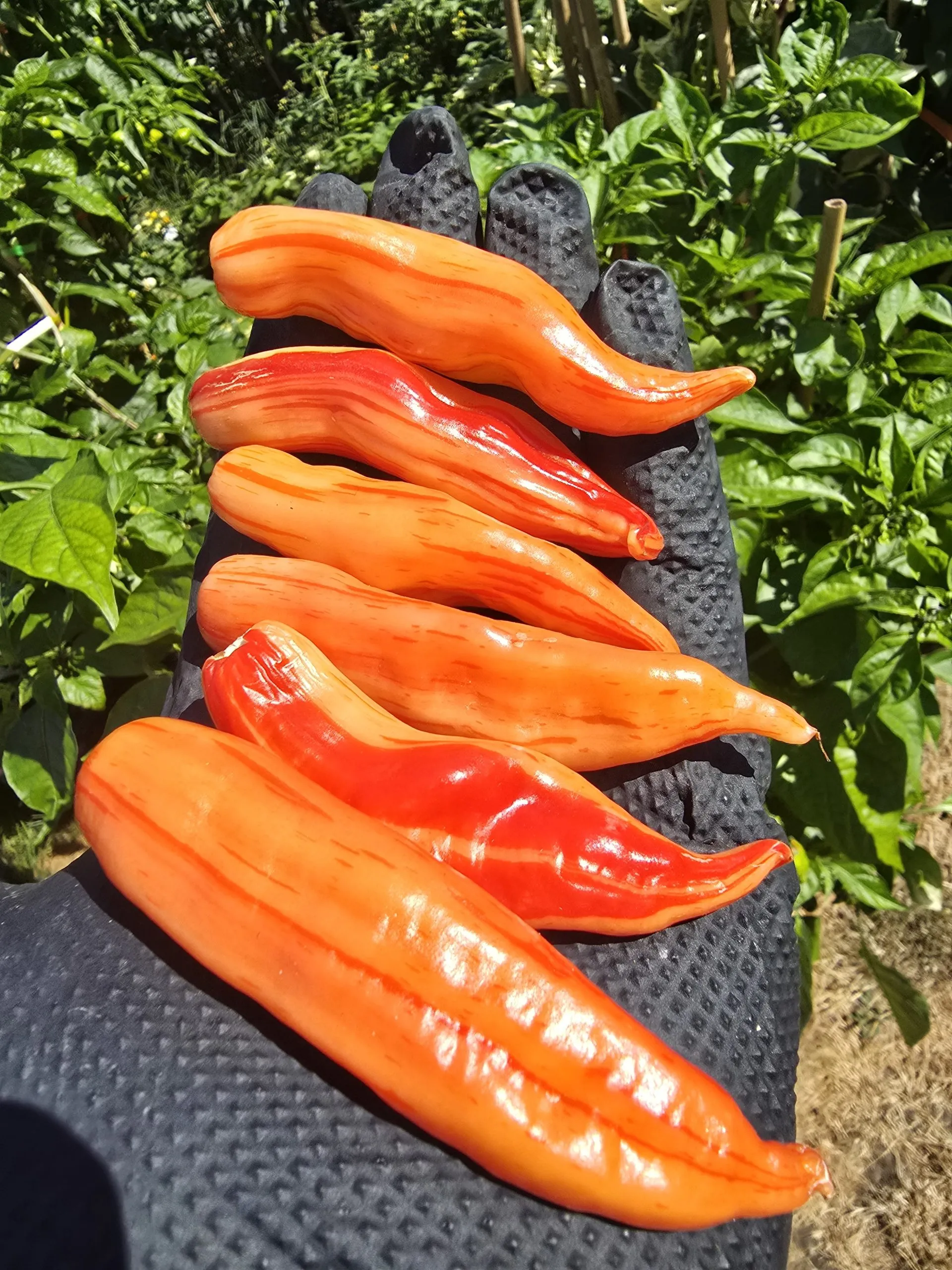 Aji Lily Teolinda Chilli Seeds - Image 2