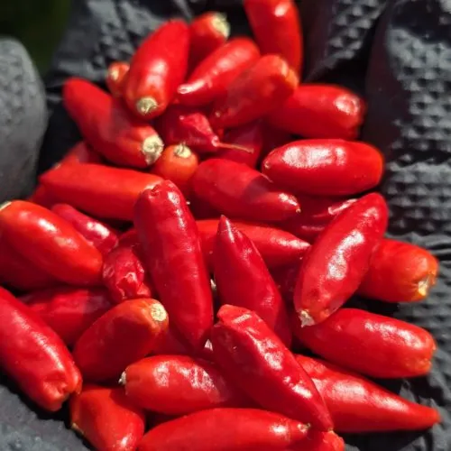 Diavolicchio Calabrese Chilli Seeds