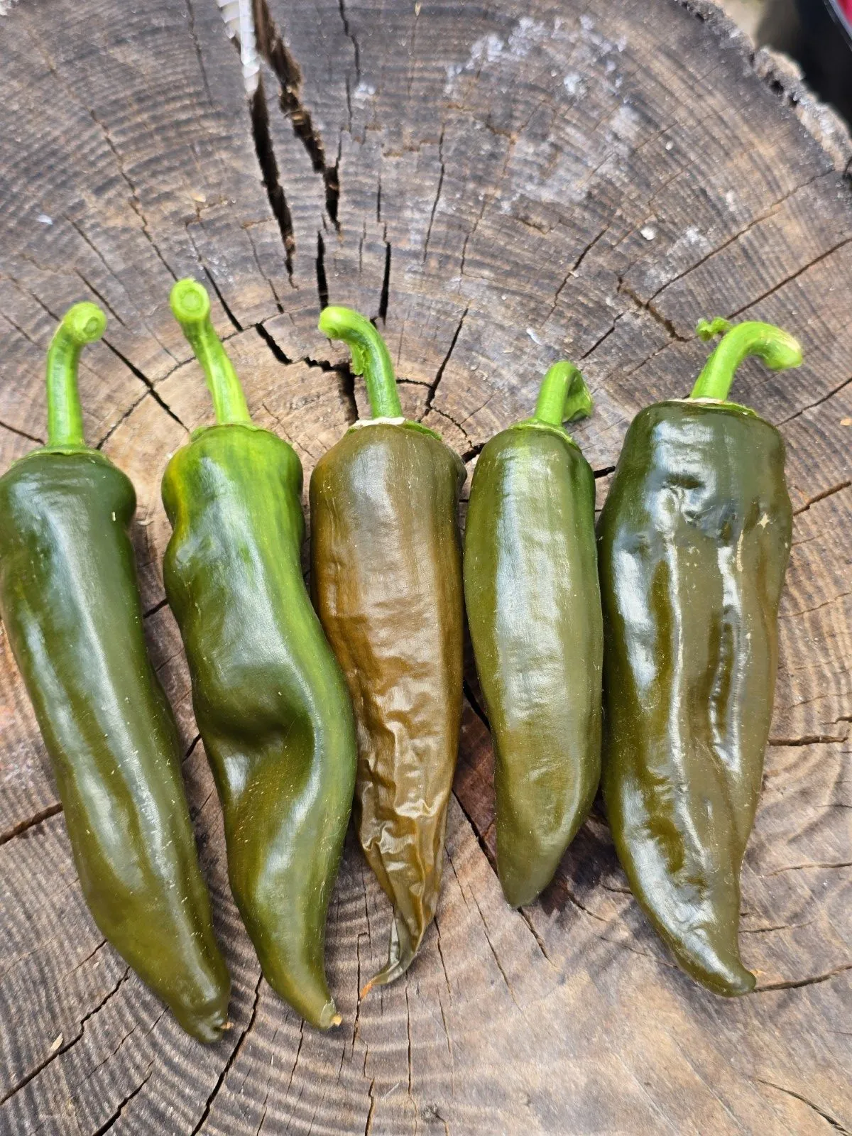 Berbre Anaheim Mustard Chilli Seeds