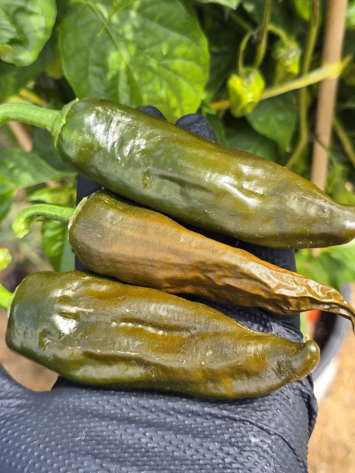 Berbre Anaheim Mustard Chilli Seeds - Image 6