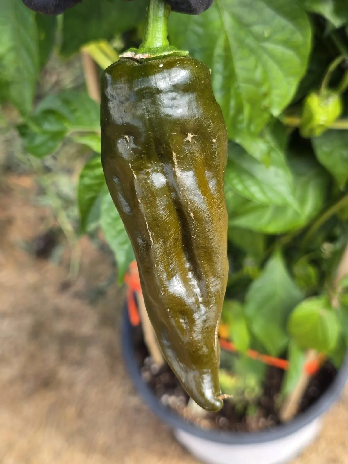Berbre Anaheim Mustard Chilli Seeds - Image 5