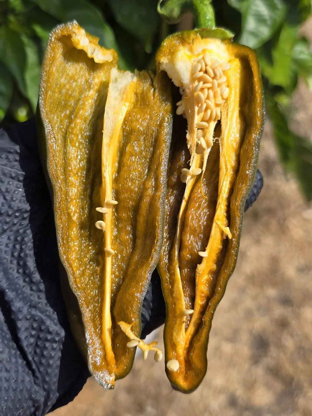 Berbre Anaheim Mustard Chilli Seeds - Image 4