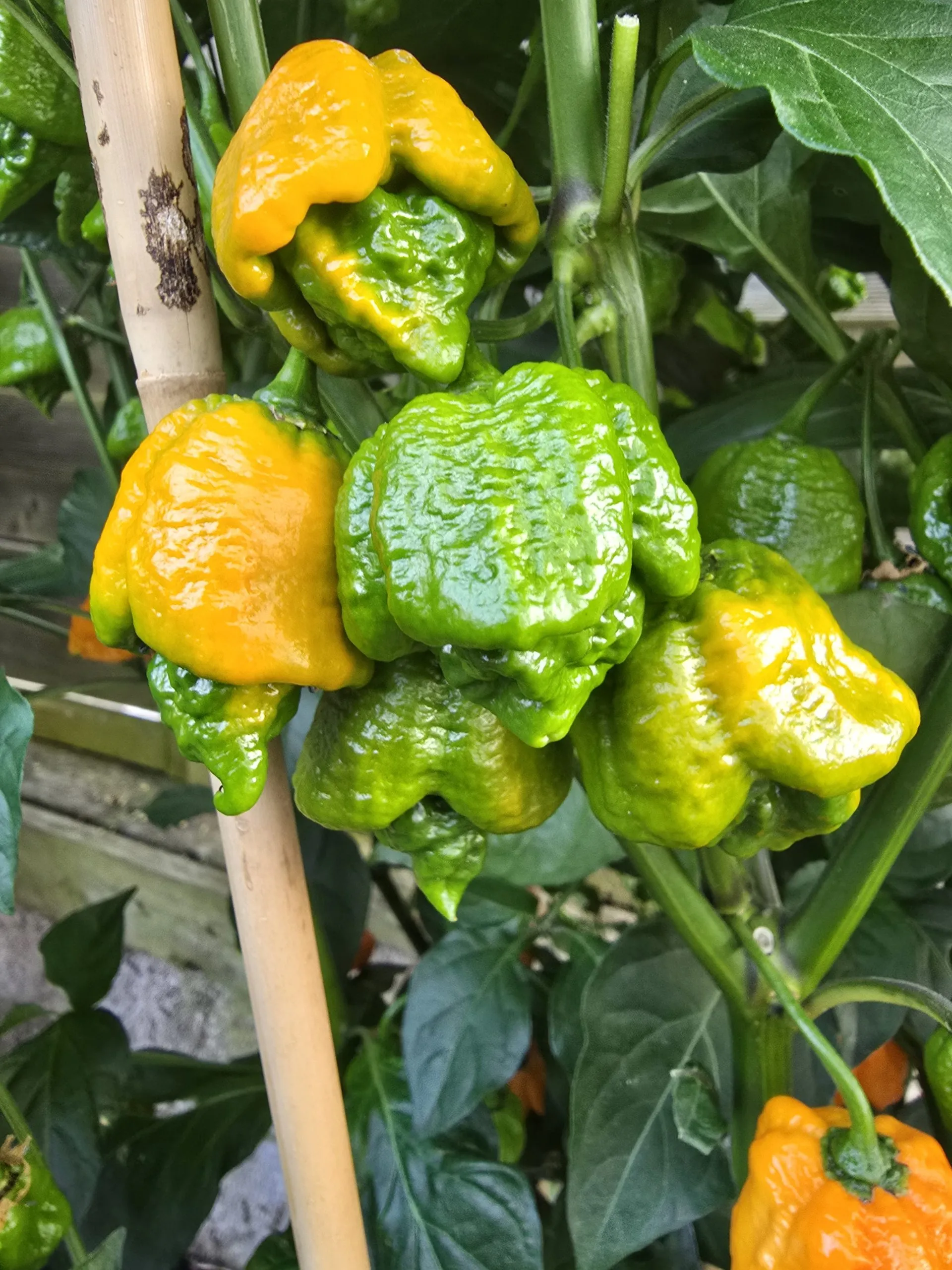 Fujiwhara Chilli Seeds - Image 3