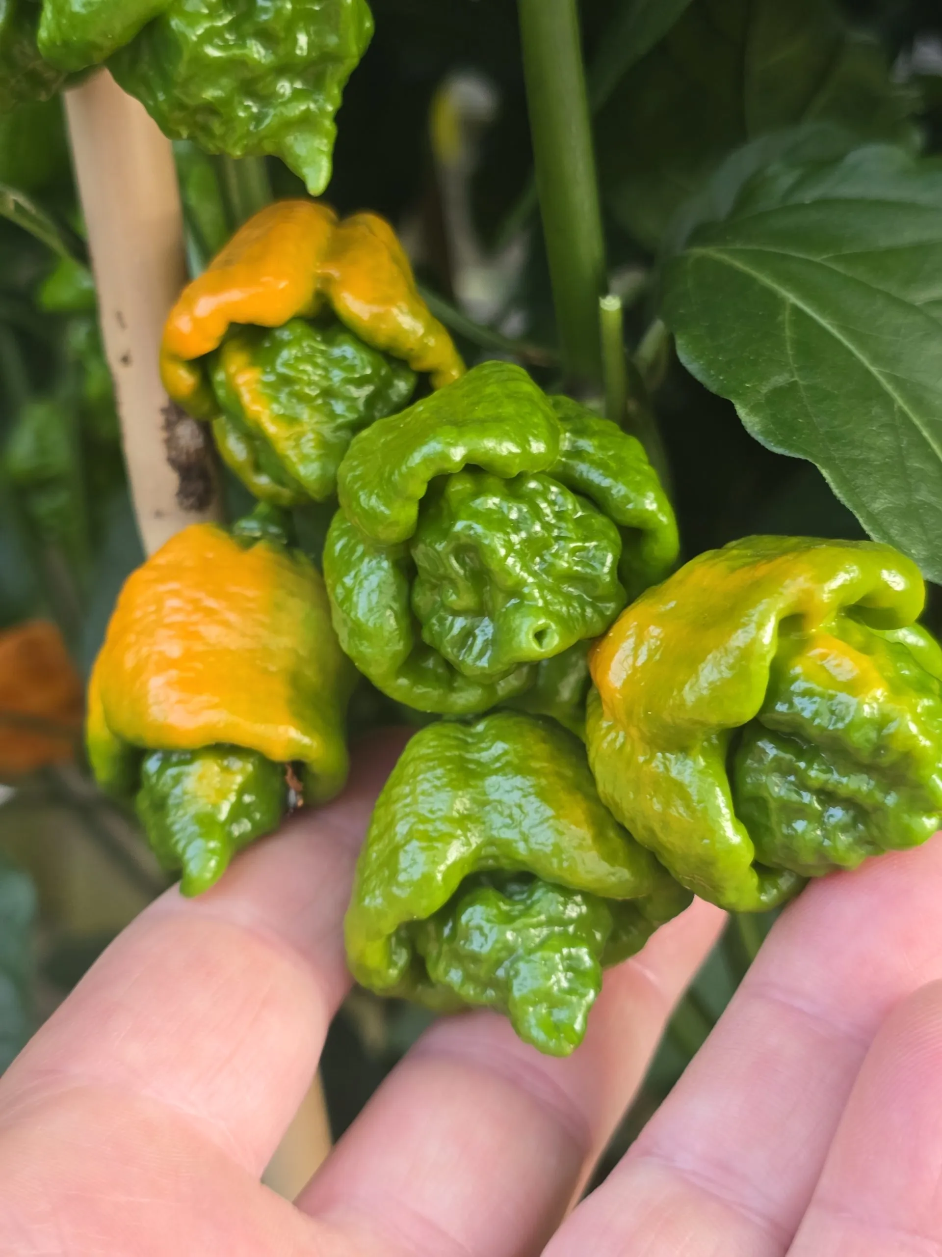 Fujiwhara Chilli Seeds - Image 4