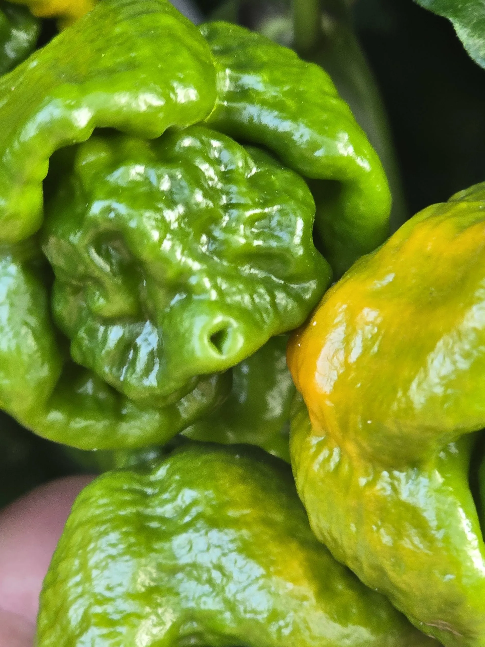 Fujiwhara Chilli Seeds - Image 5