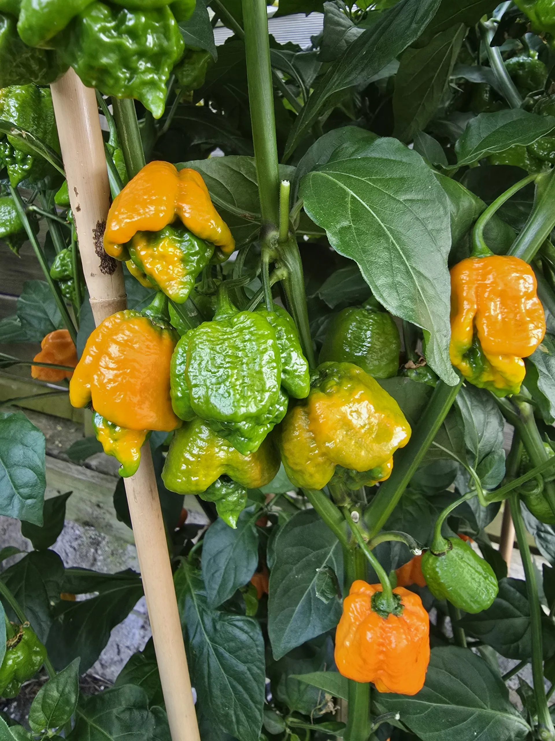 Fujiwhara Chilli Seeds - Image 2