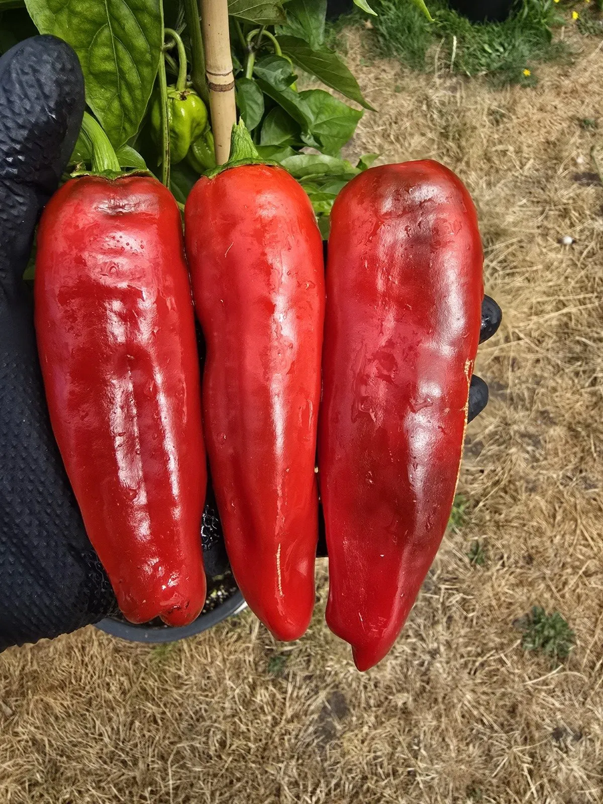 Peperoni Friggitelli Chilli Seeds