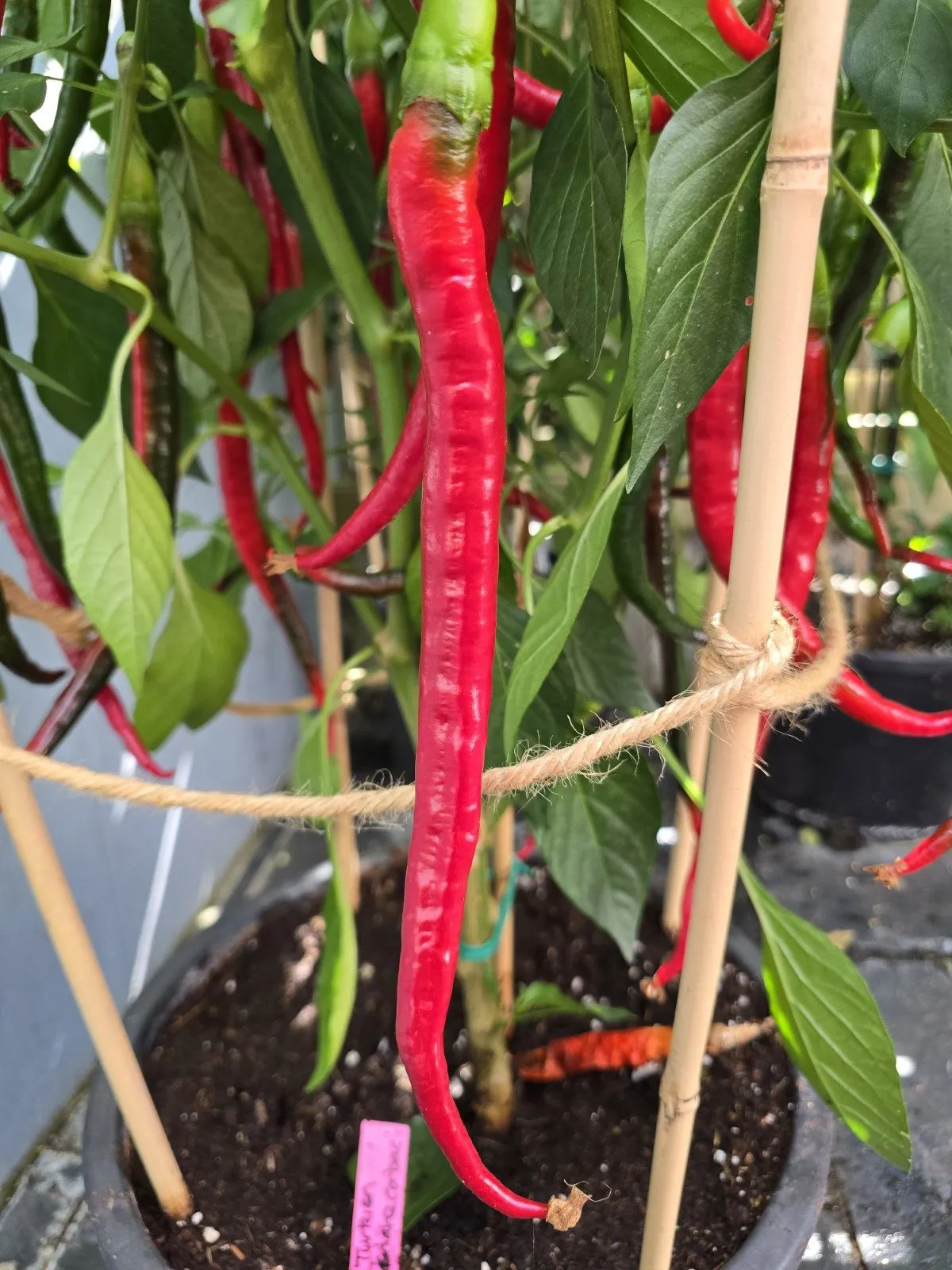 Turkish Snake Chilli Seeds - Image 7