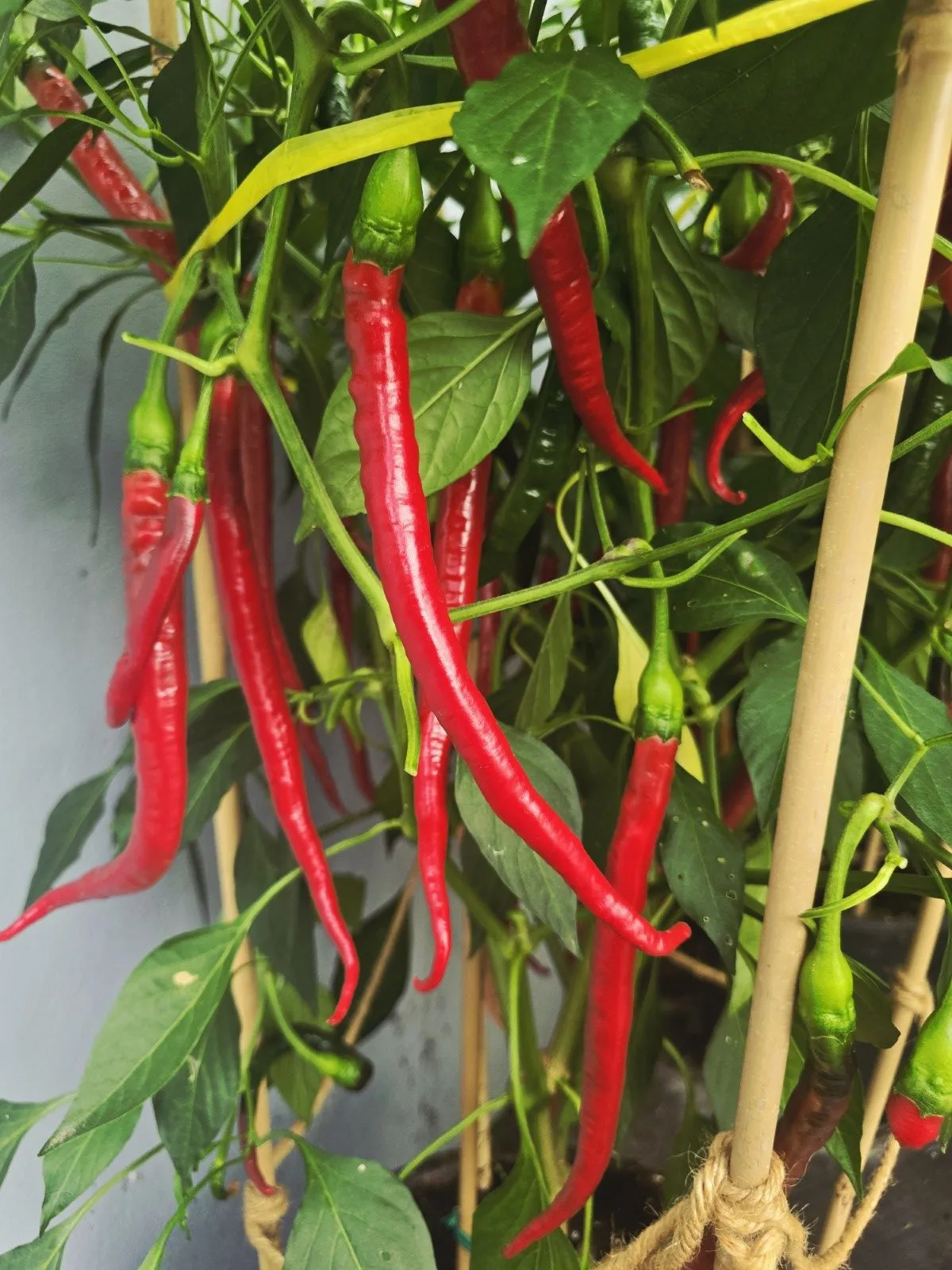 Turkish Snake Chilli Seeds - Image 8