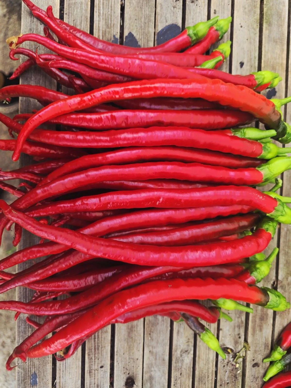 Turkish Snake Chilli Seeds - Image 3
