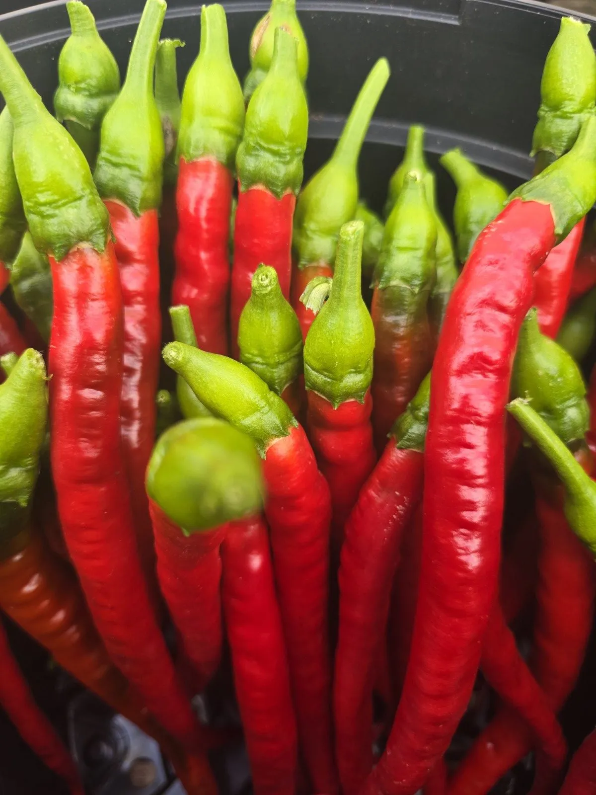 Turkish Snake Chilli Seeds