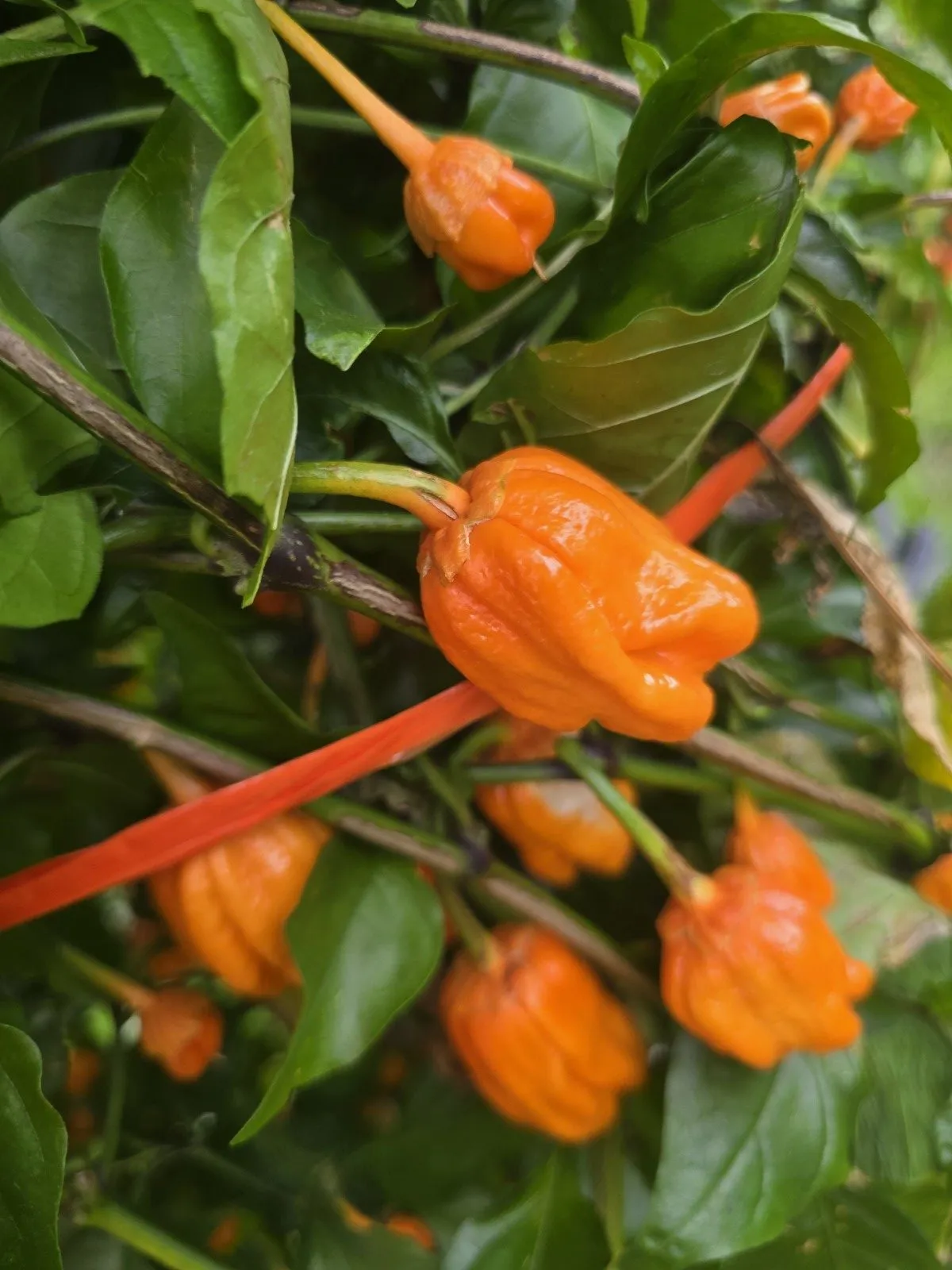 BBG Pumpkin Chilli Seeds - Image 10
