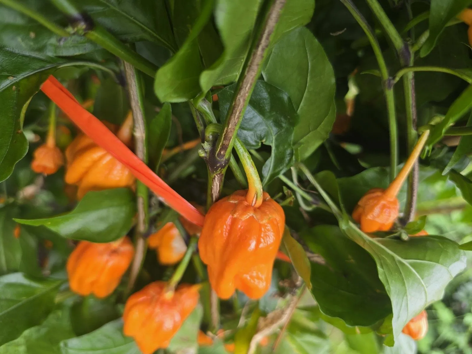 BBG Pumpkin Chilli Seeds - Image 9