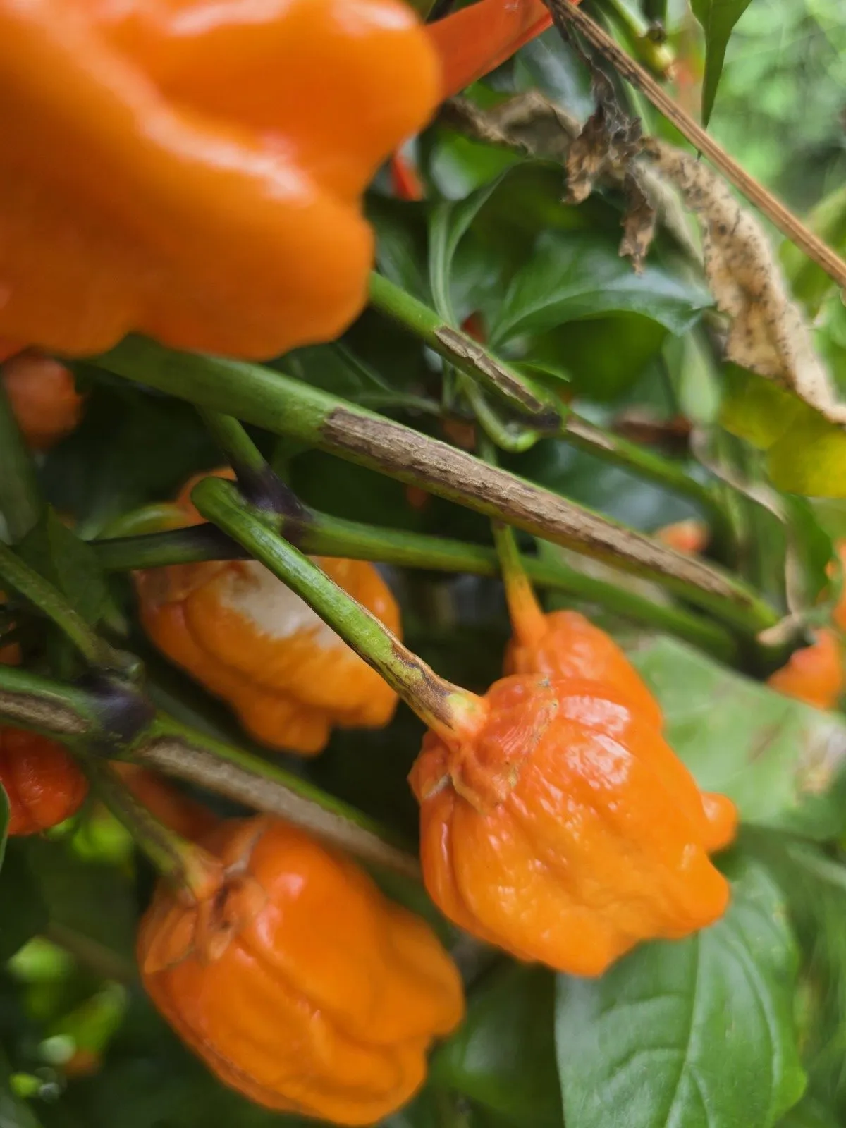 BBG Pumpkin Chilli Seeds - Image 8