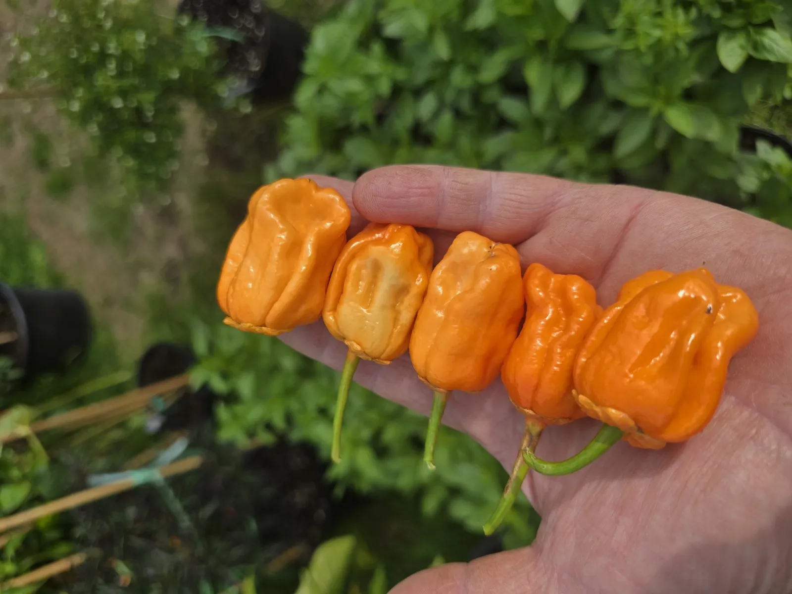 BBG Pumpkin Chilli Seeds - Image 4