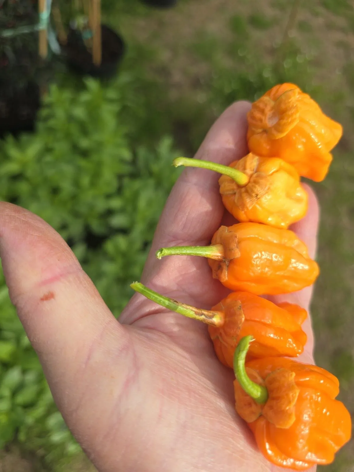 BBG Pumpkin Chilli Seeds - Image 7
