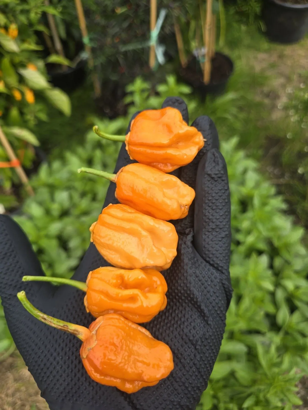 BBG Pumpkin Chilli Seeds - Image 6