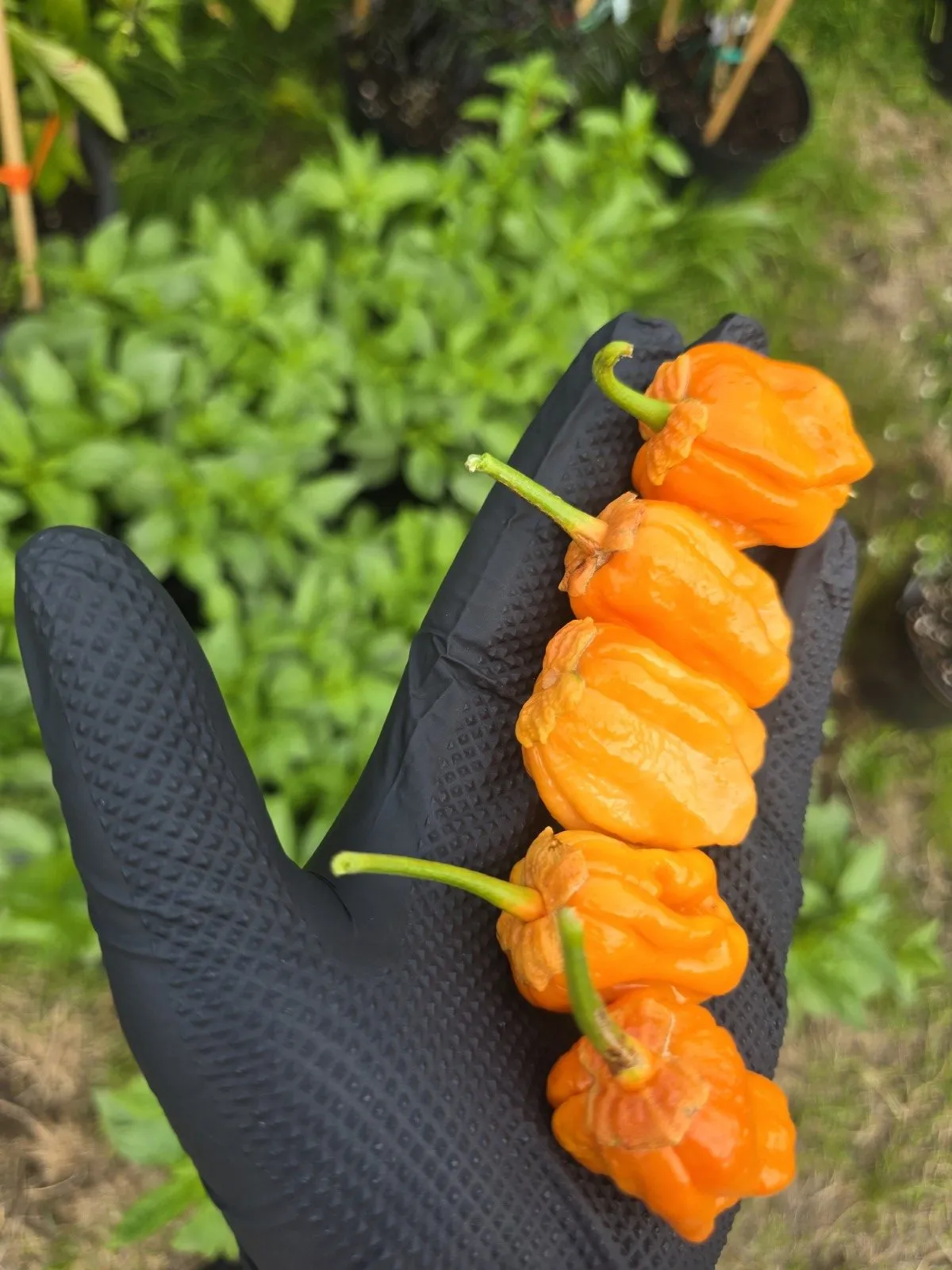 BBG Pumpkin Chilli Seeds - Image 5