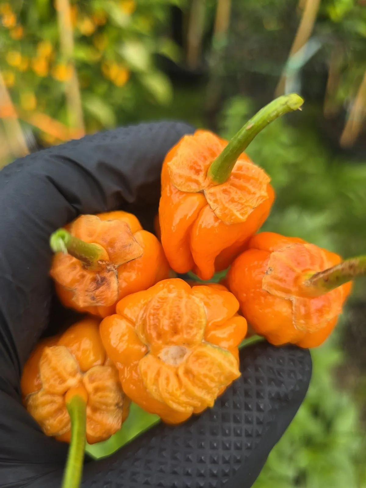 BBG Pumpkin Chilli Seeds