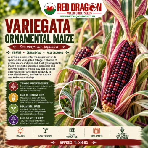 Variegata Maize / Corn Seeds