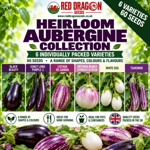 Heirloom Aubergine Collection – 6 Varieties