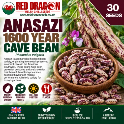 Anasazi 1600 Year Cave Bean
