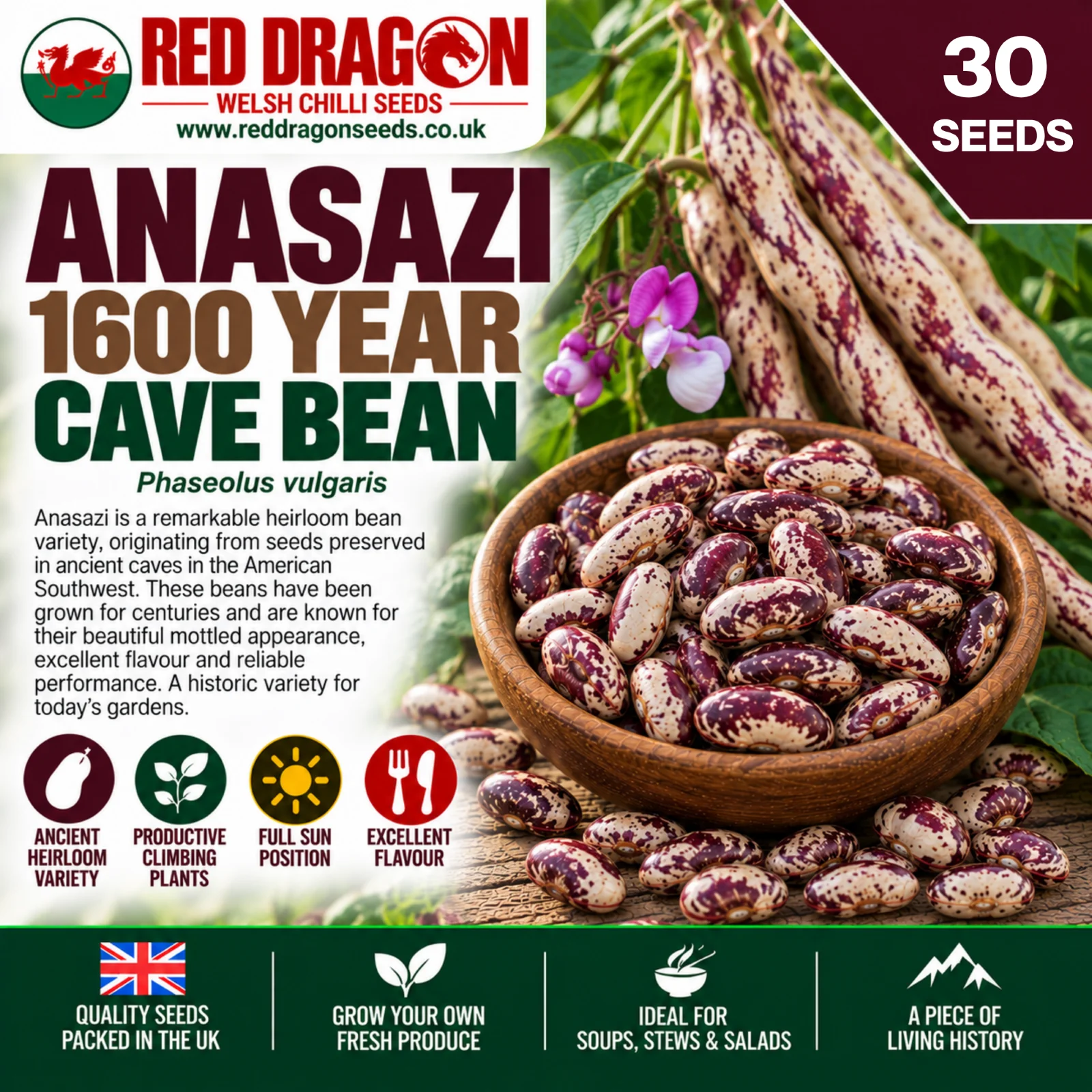 Anasazi 1600 Year Cave Bean