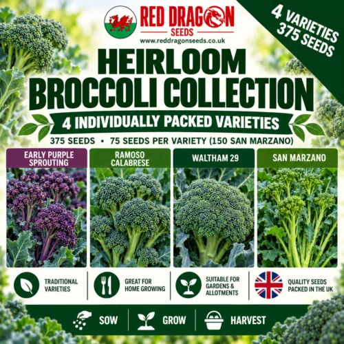 Heirloom Broccoli Seed Collection – 4 Individually Packed Varieties